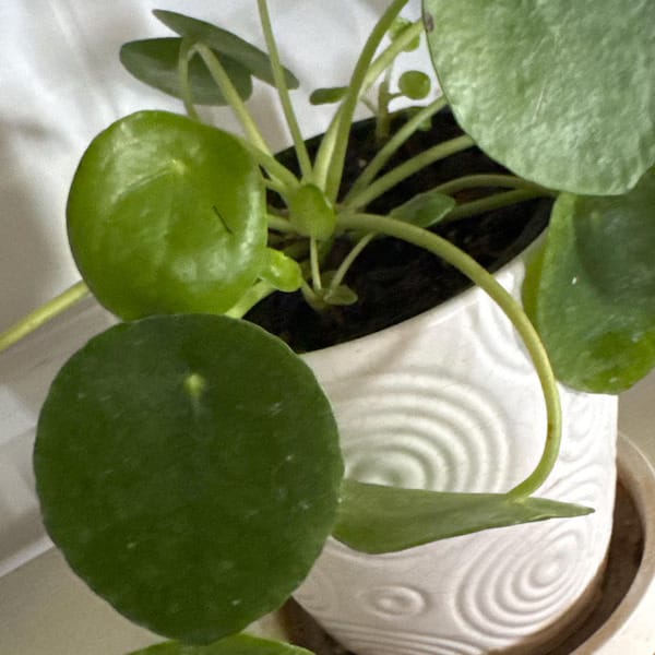 Customer photo review of Chinese Money Plant in a 4" Grow Pot - Pilea Peperomioides - Money Plant - Low Light Indoor Houseplants - Lucky Coin Plant - Air Purifier