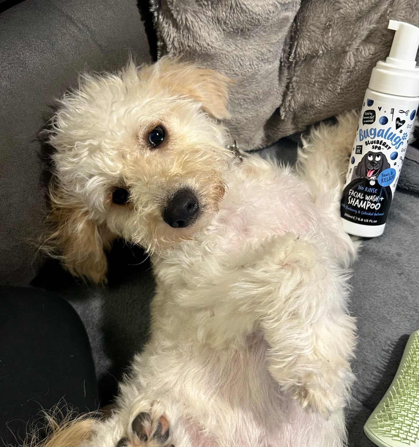 Customer photo review of Blueberry Spa™ No Rinse Facial Wash + Shampoo with Blueberry & Colloidal Oatmeal for Dogs