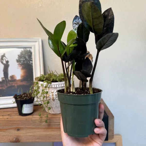 Customer photo review of Raven ZZ plant | Indoor Live Plant | Zamioculcas Zamiifolia Raven Plant | Rare Indoor Plant | Zansibar gem | ZZ Plant