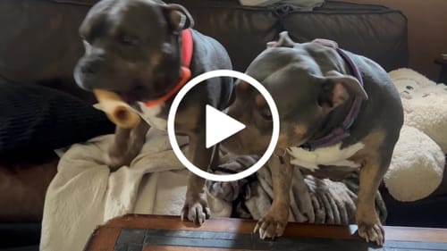 Customer video review of Metal-Buckle Tactical K9 Dog Collar With Hook & Loop Panel & Top Handle