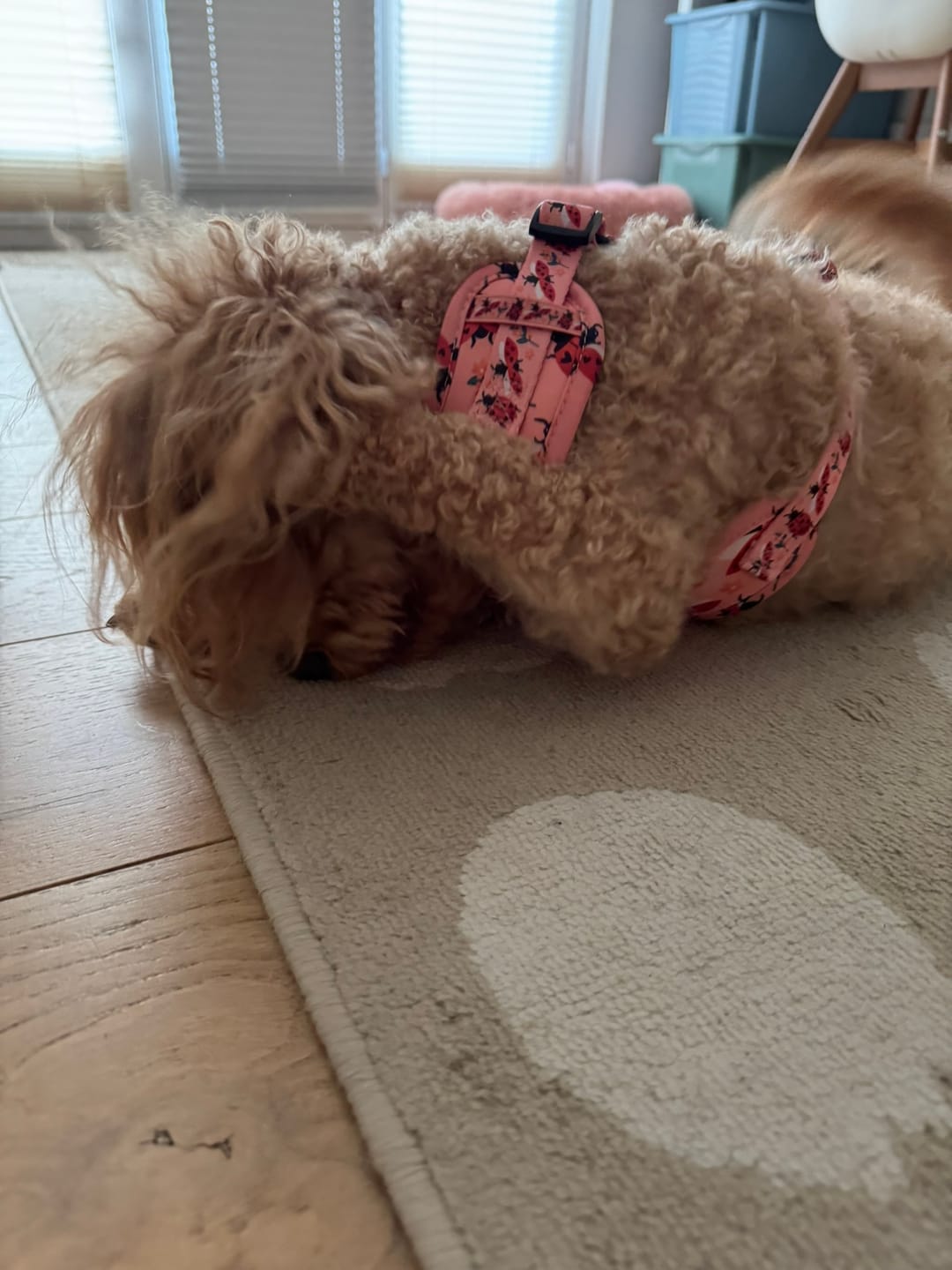Customer photo review of Adjustable Dog Harness - Snug As A Lady Bug