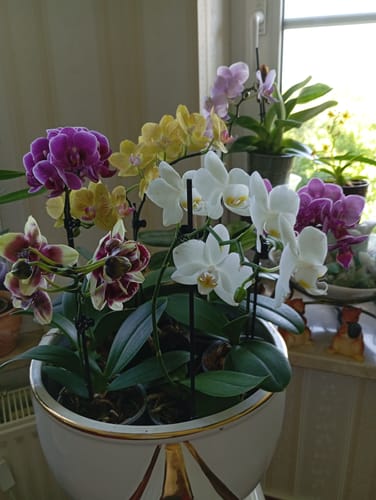 Customer photo review of Table Dance Farbmix im 6er Set mit 1 Rispe