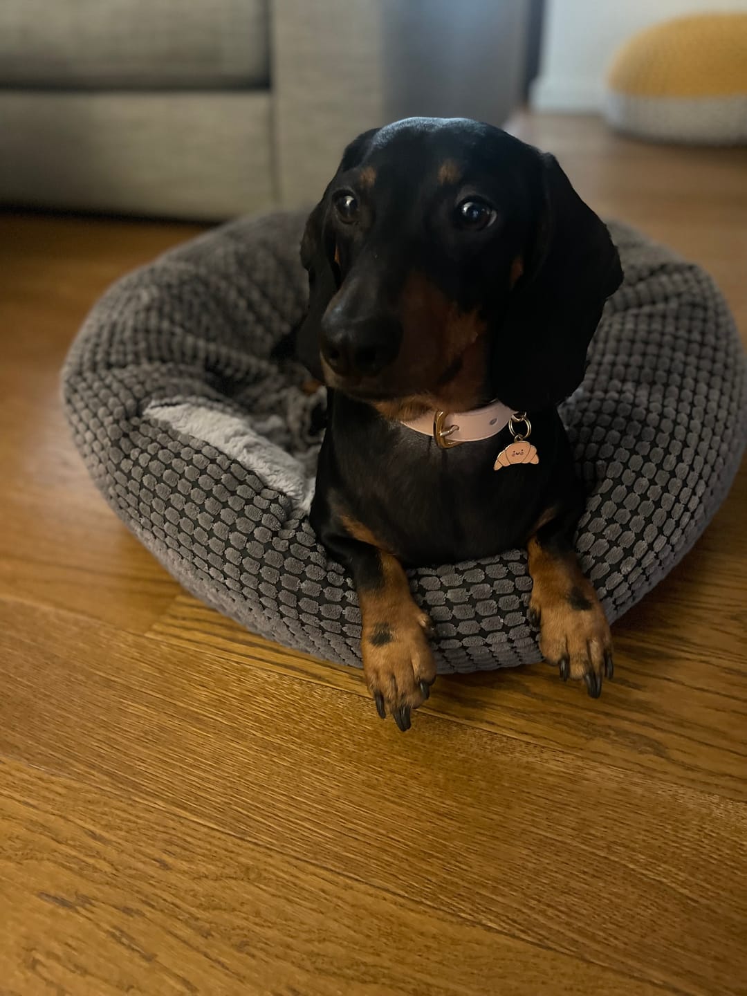 Customer photo review of Biscotti Dog Collar