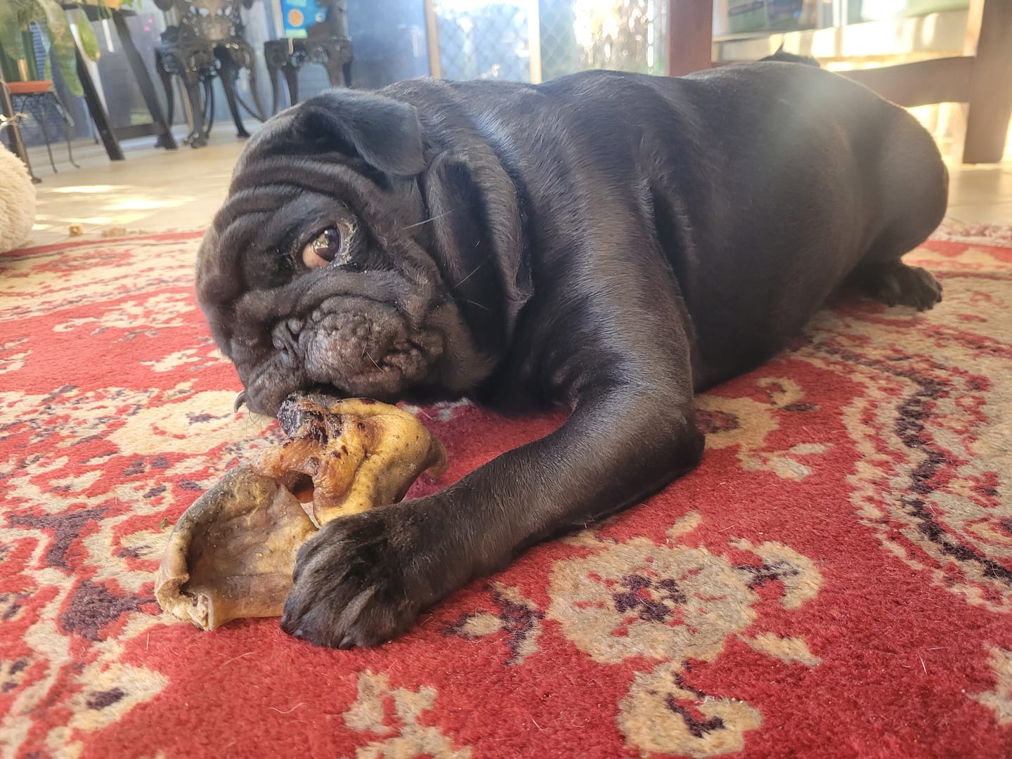 Customer photo review of Beef Nose (Snout) (Fur On or Off)
