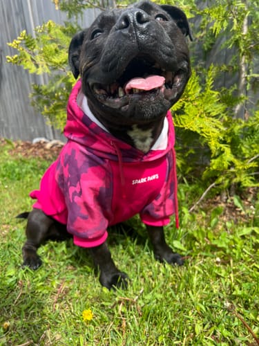 Customer photo review of Fuchsia Camo Dog Hoodie