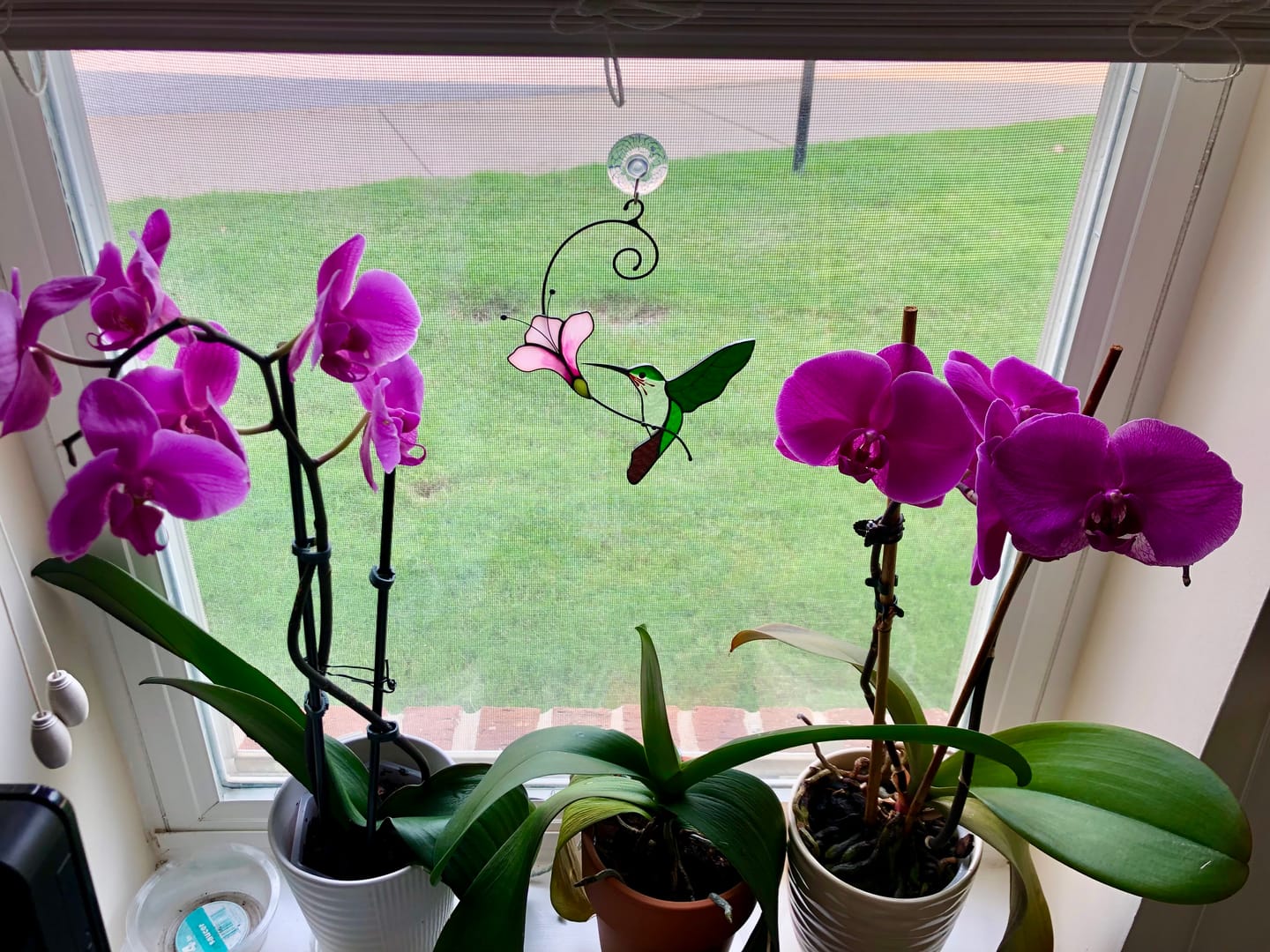 Customer photo review of Green Hummingbird with Flower