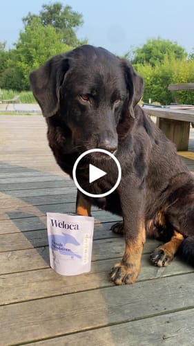 Customer video review of Complément articulations | 120 bouchées