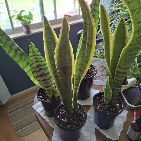 Customer photo review of Snake Plant | Mother-In-Law's-Tongue Plant | Sansevieria Zeylanica | Sansevieria Laurentii | Plants for Pets | Air Purifier Plant