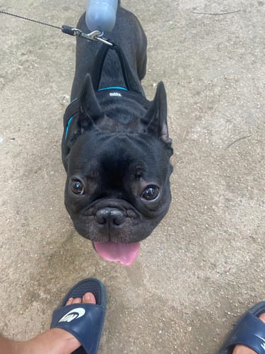 Customer photo review of Μπρελόκ με το Δικό σας Κατοικίδιο