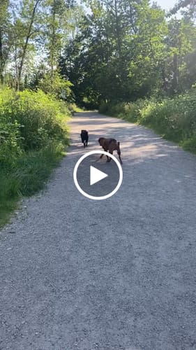 Customer video review of Hip Brace Belt For Dogs