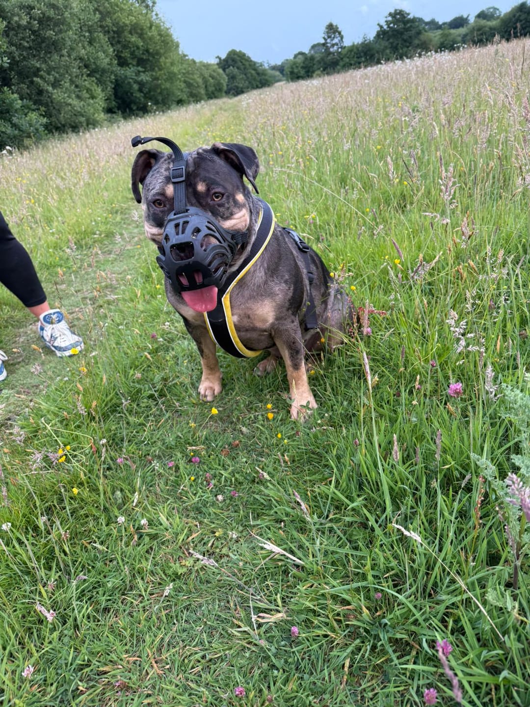 Customer photo review of Muzzle | Flexi & Legal Requirement - S-XL Breeds - Black