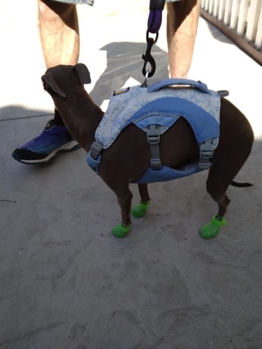 Customer photo review of WagWellies® Neon Green Mojave