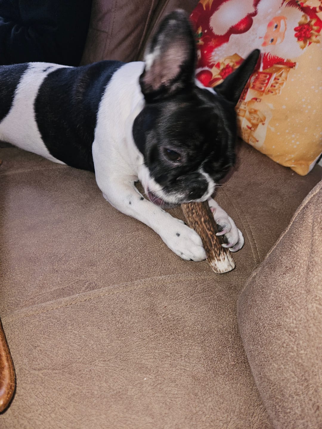Customer photo review of Asta de ciervo para perros - Regular
