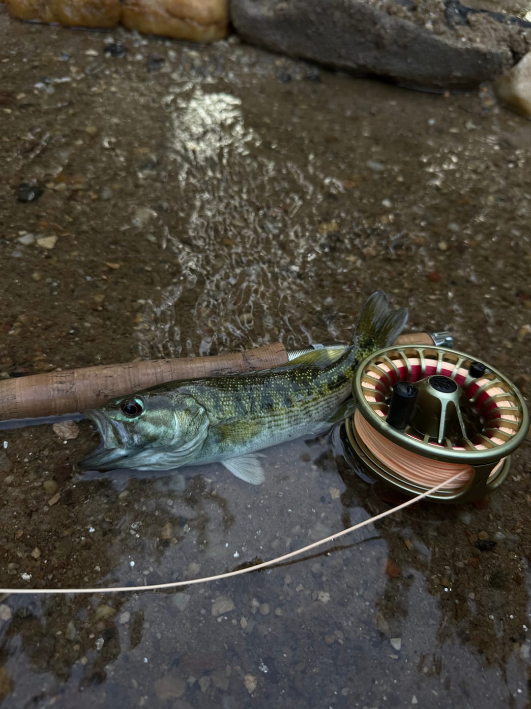Customer photo review of Cortland Classic Series 444 Fly Line
