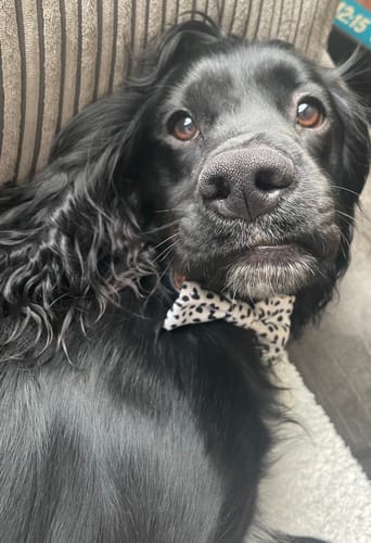 Customer photo review of Adjustable Harness – Perdita