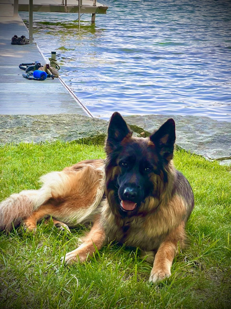 Customer photo review of FurLife™ - Flea & Tick Defense Chews