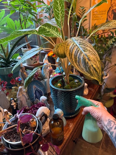 Customer photo review of Houseplant Pest Spray