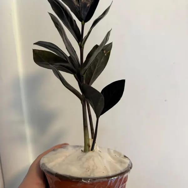 Customer photo review of Raven ZZ plant | Indoor Live Plant | Zamioculcas Zamiifolia Raven Plant | Rare Indoor Plant | Zansibar gem | ZZ Plant