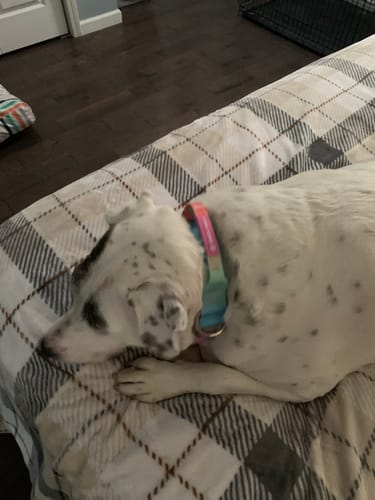 Customer photo review of Comfort Control Collar - Pastel Icing