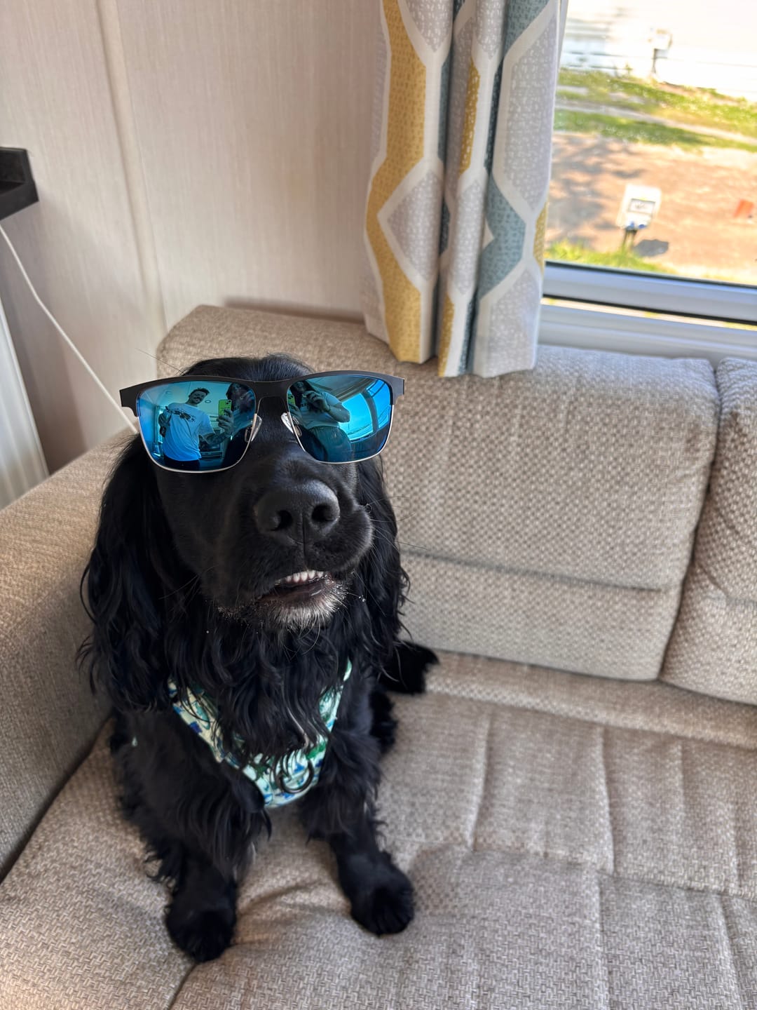 Customer photo review of Tough Trails™ Harness - Dinky Dino
