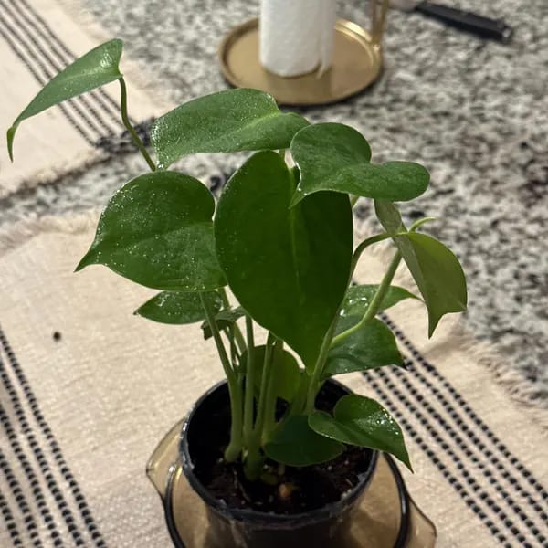 Customer photo review of Monstera Deliciousa Live Indoor Plant, Easy Care Low Light Houseplant, Air Purifier Monstera Gift Plant Mother's Day Pet Friendly Plant