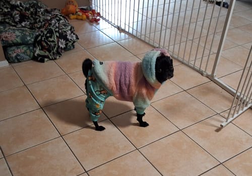 Customer photo review of Fluffdreams Blanket Dog Hoodie - Pastel Icing