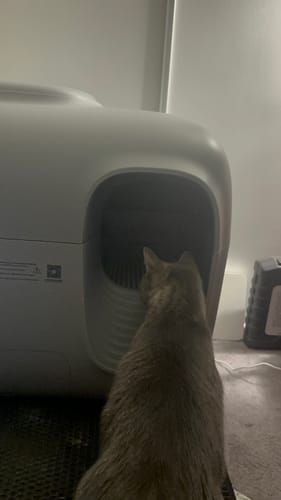 Customer photo review of Self-Cleaning Litter Box