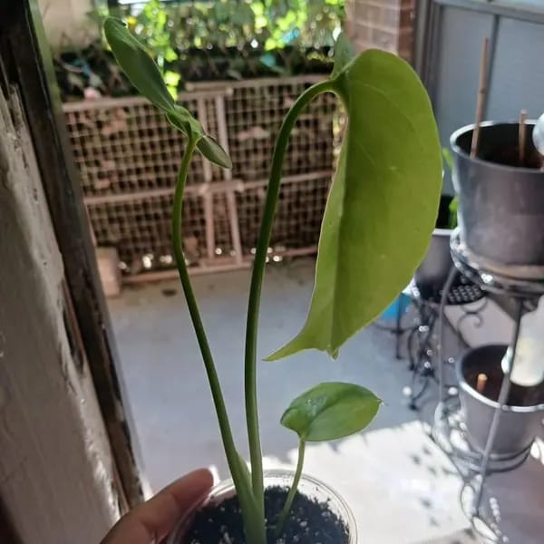 Customer photo review of Monstera Deliciousa Live Indoor Plant, Easy Care Low Light Houseplant, Air Purifier Monstera Gift Plant Mother's Day Pet Friendly Plant