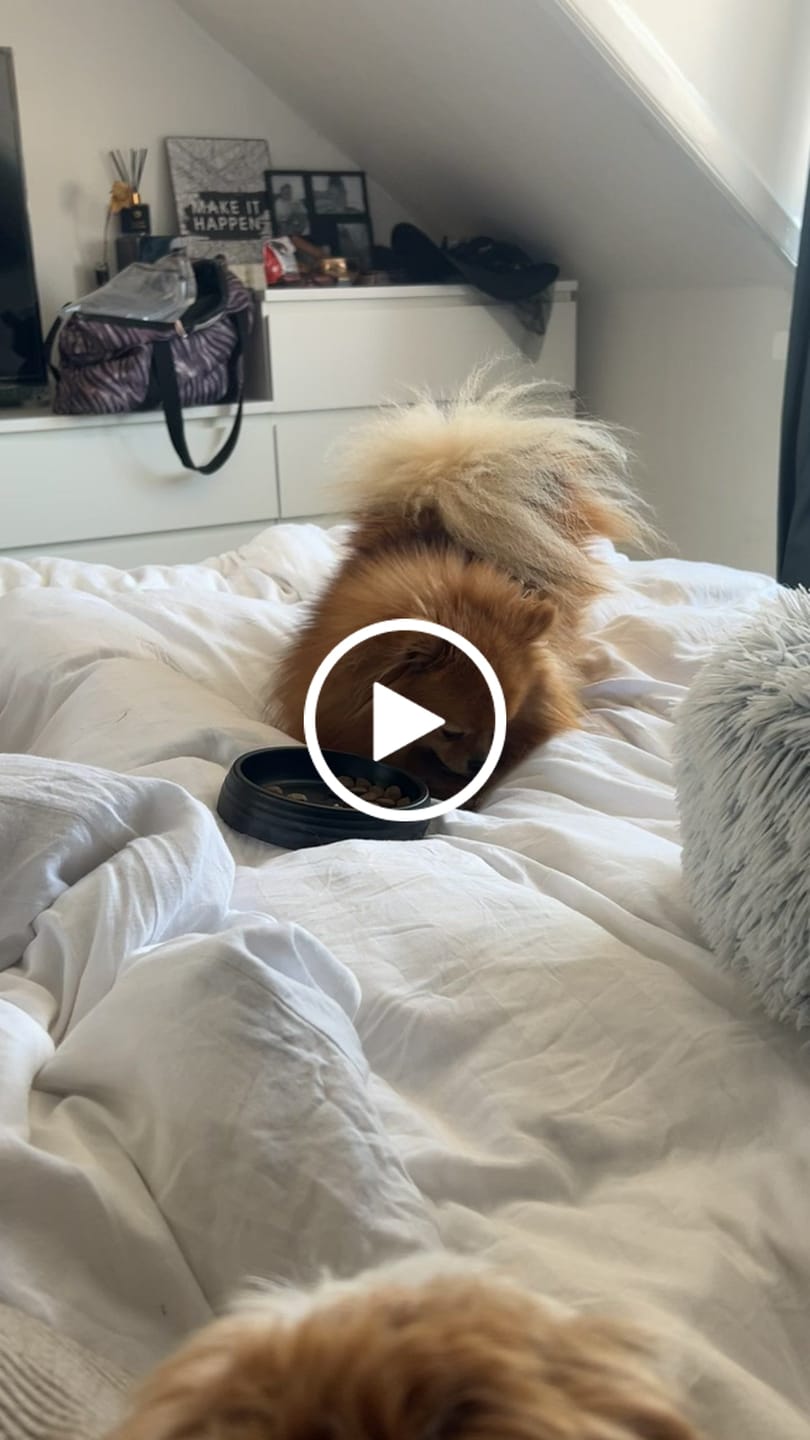 Customer video review of Globe Buddy Brown, dansk super premium fuldfoder med insektprotein, 3,75 kg