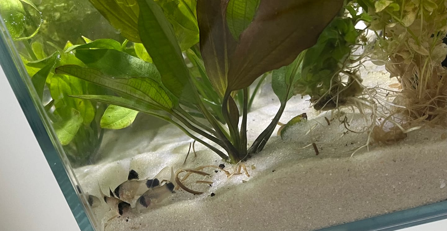 Customer photo review of Panda Cory Catfish