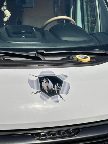 Customer photo review of Peeking photo – Personalized Car Sticker