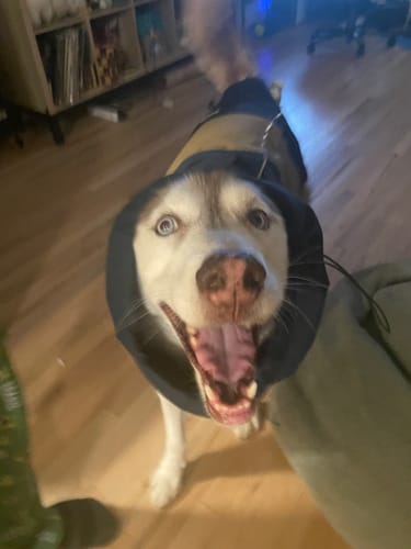 Customer photo review of Breatheshield™ Dog Raincoat (Multi-Color)