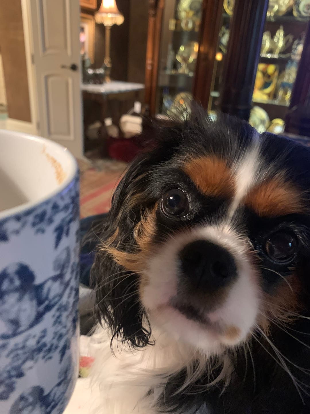 Customer photo review of Cavalier King Charles Spaniel French Blue Toile de Jouy Mug