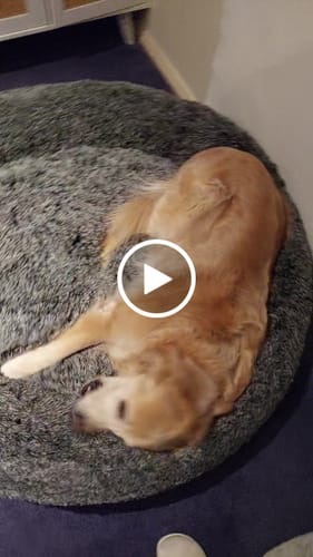 Customer video review of PaWz Premium Calming Pet Bed with Removable Cover