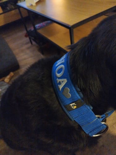 Customer photo review of Neoprene Half-Check Dog Collar with Name - XL | 4Kyon