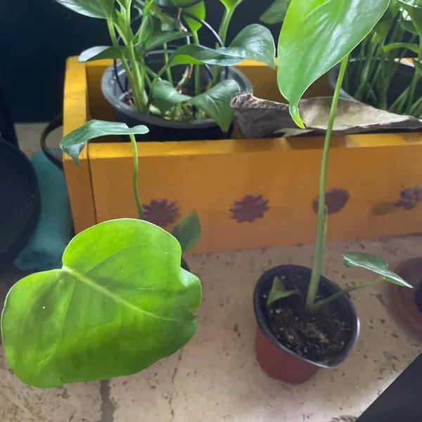 Customer photo review of Monstera Deliciousa Live Indoor Plant, Easy Care Low Light Houseplant, Air Purifier Monstera Gift Plant Mother's Day Pet Friendly Plant