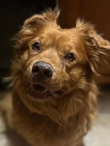 Customer photo review of Petsmont Buddy Guard Toy Dog