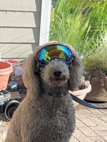 Customer photo review of Adjustable Dog Goggles (Doggles)