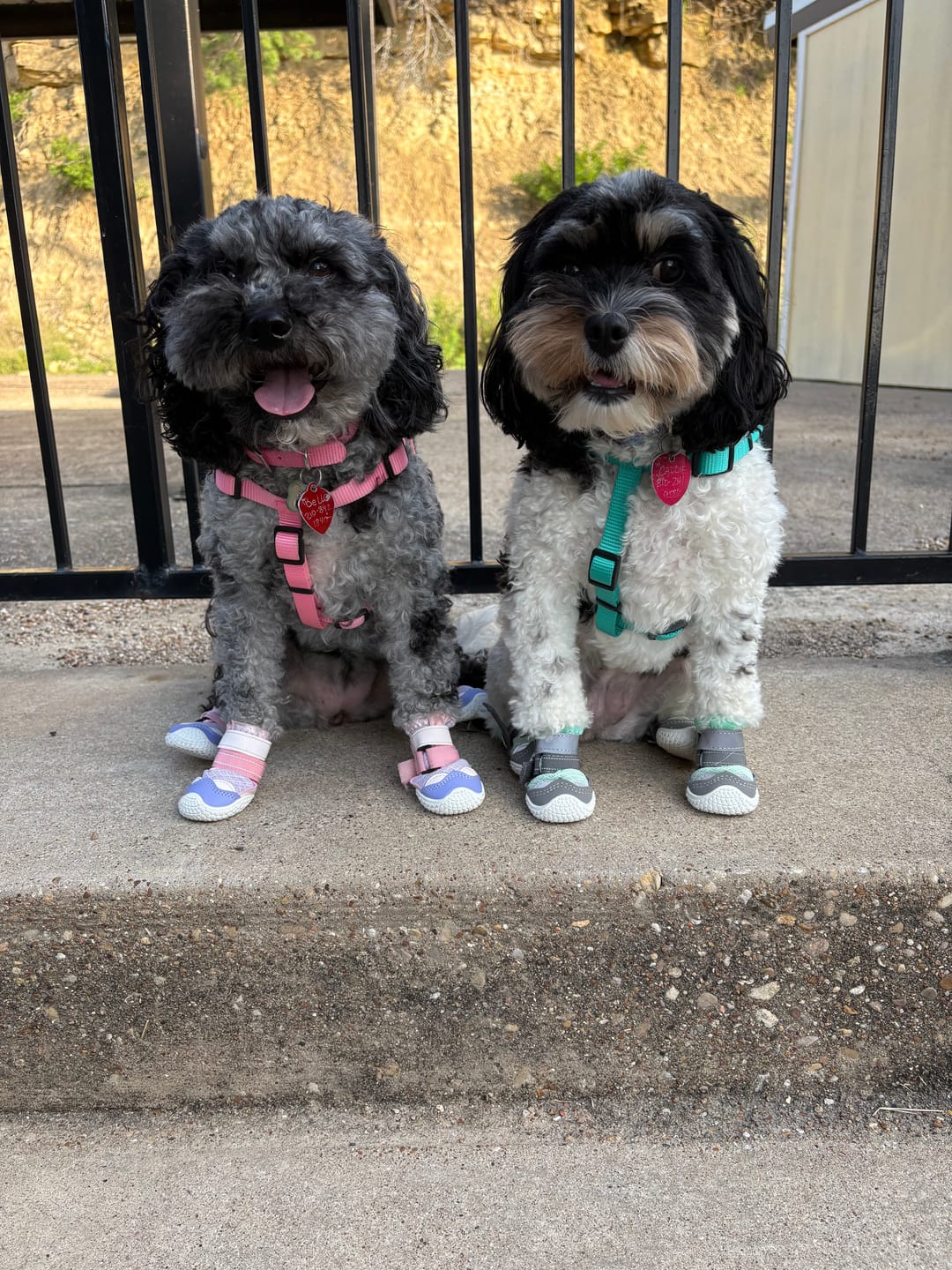 Customer photo review of Hot Pavement Pawtector Dog Shoes - Teal