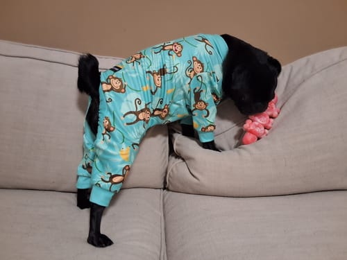 Customer photo review of Dog Pajama - Monkey Business