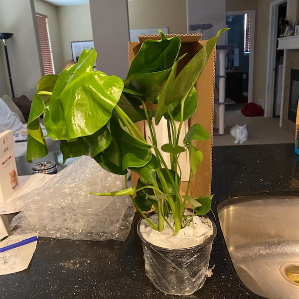 Customer photo review of Monstera Deliciousa Live Indoor Plant, Easy Care Low Light Houseplant, Air Purifier Monstera Gift Plant Mother's Day Pet Friendly Plant