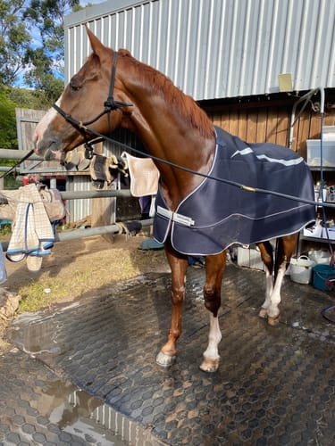 Customer photo review of Horseware Dry Liner