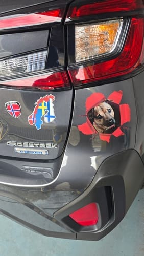 Customer photo review of Peeking photo – Personalized Car Sticker
