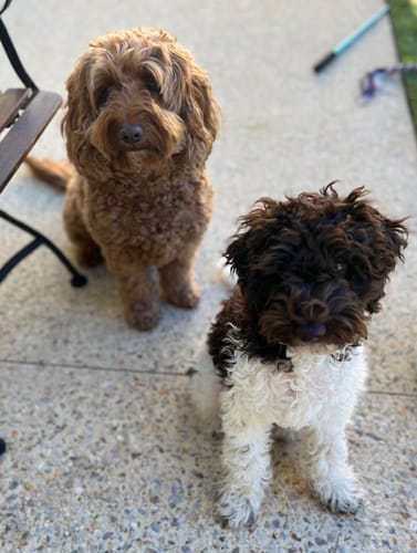 Customer photo review of Bugsy's Air-Dried Turkey