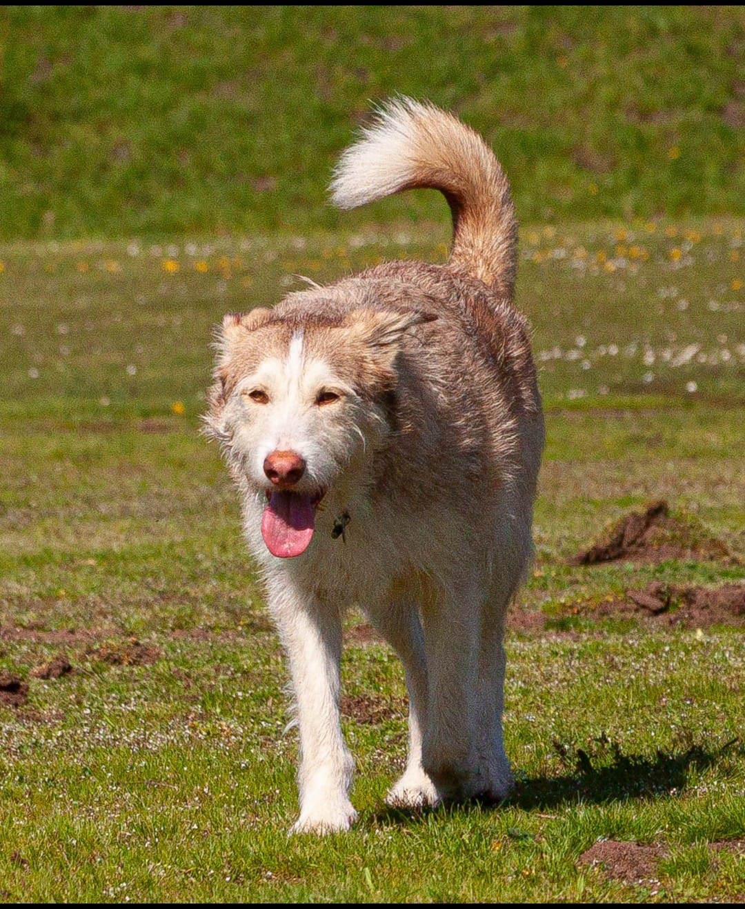 Customer photo review of DNA Test Rassebestimmung Pro Hund