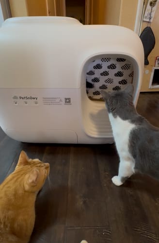 Customer photo review of Self-Cleaning Litter Box