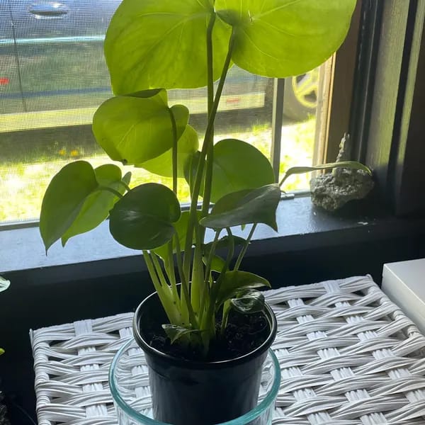 Customer photo review of Monstera Deliciousa Live Indoor Plant, Easy Care Low Light Houseplant, Air Purifier Monstera Gift Plant Mother's Day Pet Friendly Plant