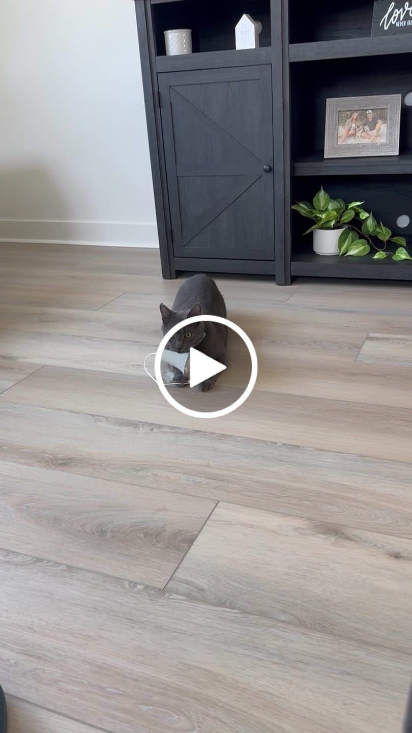 Customer video review of Roly Poly Cat Toy