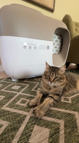 Customer photo review of Self-Cleaning Litter Box