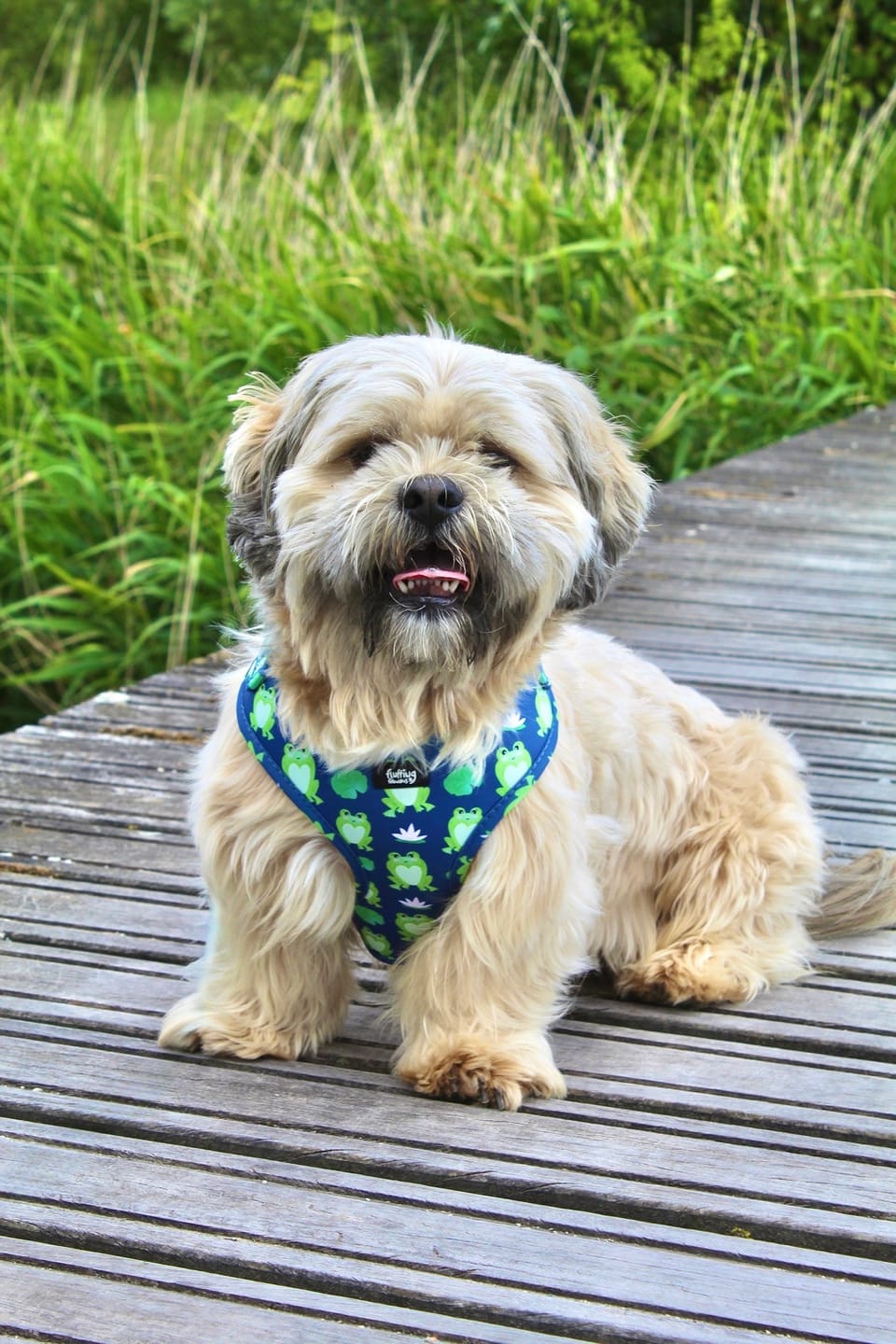 Customer photo review of Adjustable Dog Harness - Frogging Fabulous